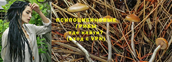 прущие крисы Зеленокумск